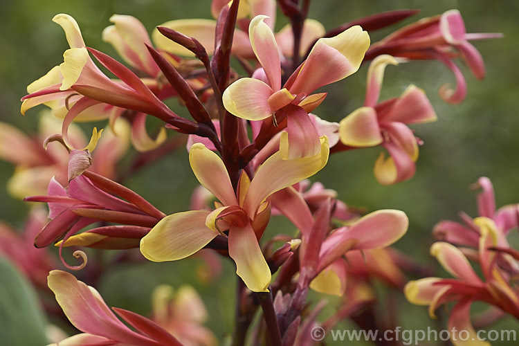 Canna glauca 'Panache', a very attractive simple-flowered canna that is a subtle combination of peach pink and creamy yellow 'Panache' grows to around 18m tall and has foliage with a slight glaucous tint. Order: Zingiberales, Family: Cannaceae