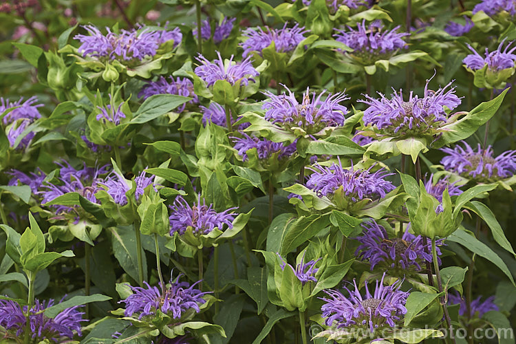 Monarda Didyma Blue Stocking Photo At Pictures Of Plants Stock Image 