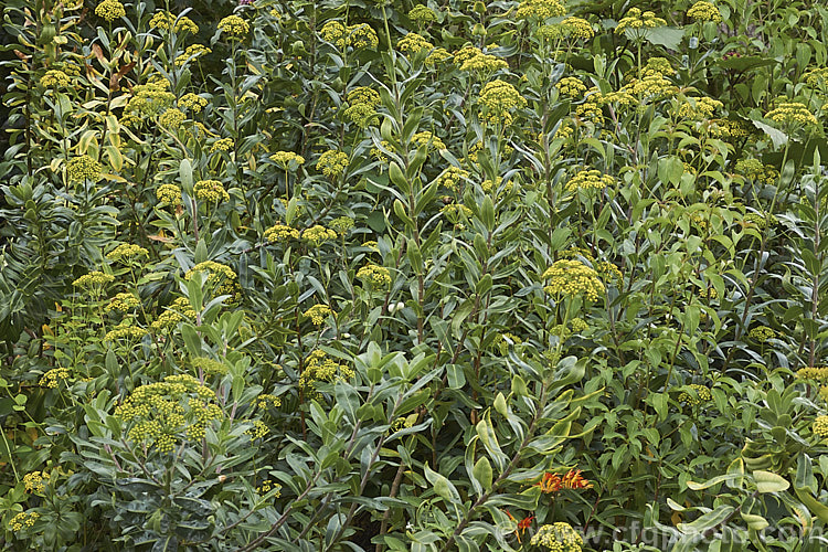 Bupleurum fruticosum, a 1m tall, sprawling, evergreen subshrub native to southern Europe. The dark blue-green foliage has a waxy sheen and the plant's umbelliferous origins are only apparent when it flowers. bupleurum-2614htm'>Bupleurum.