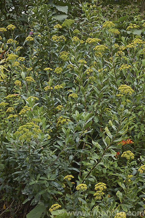 Bupleurum fruticosum, a 1m tall, sprawling, evergreen subshrub native to southern Europe. The dark blue-green foliage has a waxy sheen and the plant's umbelliferous origins are only apparent when it flowers. bupleurum-2614htm'>Bupleurum.