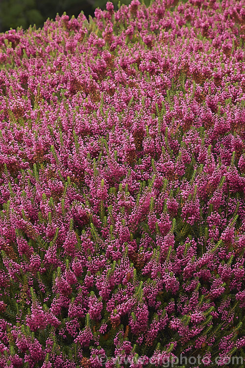 The abundant flowers of Erica vagans 'Fiddlestone', a purple-pink form of a normally lavender-flowered, summer-blooming shrub from western Europe, Ireland and Cornwall in England. It grows 40-60cm high and can spread to over 1m wide. erica-2109htm'>Erica. Order: Ericales, Family: Ericaceae