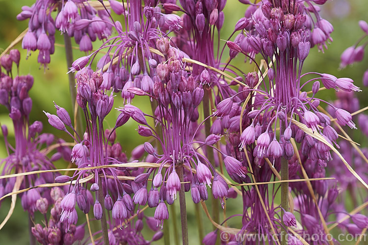 Allium carinatum subsp. pulchellum, a mid-to late summer-flowering subspecies of Keeled. Garlic, a bulb native to southern Europe. Often by the time the flowers are fully open the foliage has almost dried off. Subspecies pulchellum is preferred to the species in cultivation because of its dense, pendulous flowerheads. allium-2045htm'>Allium.