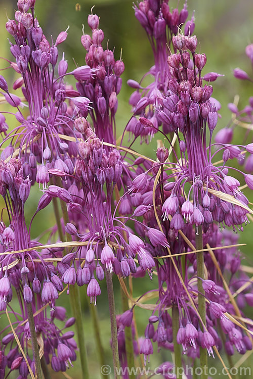 Allium carinatum subsp. pulchellum, a mid-to late summer-flowering subspecies of Keeled. Garlic, a bulb native to southern Europe. Often by the time the flowers are fully open the foliage has almost dried off. Subspecies pulchellum is preferred to the species in cultivation because of its dense, pendulous flowerheads. allium-2045htm'>Allium.