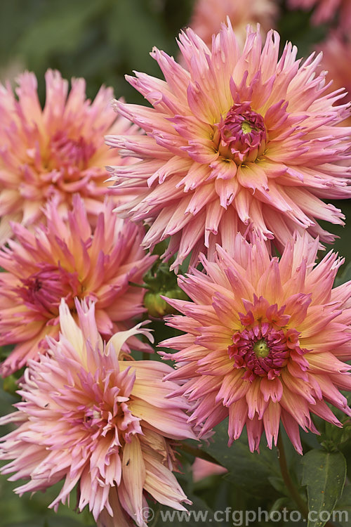 Dahlia 'Oreti. Lass' , a Miniature Laciniated or Fimbriated (<i>Cactus style</i>) dahlia introduced by W. Jack of New Zealand Cactus dahlias have rolled, quill-like ray florets and no central disc. Sometimes the florets are laciniated (frilled or split</i>) at the tips. Order: Asterales, Family: Asteraceae