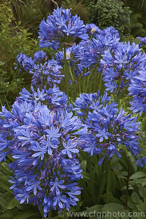 <i>Agapanthus praecox</i>, a fleshy-rooted, summer-flowering perennial native to southern Africa. It has flower stems up to 1.2m tall and soon forms a large foliage clump. Order: Asparagales, Family: Amaryllidaceae