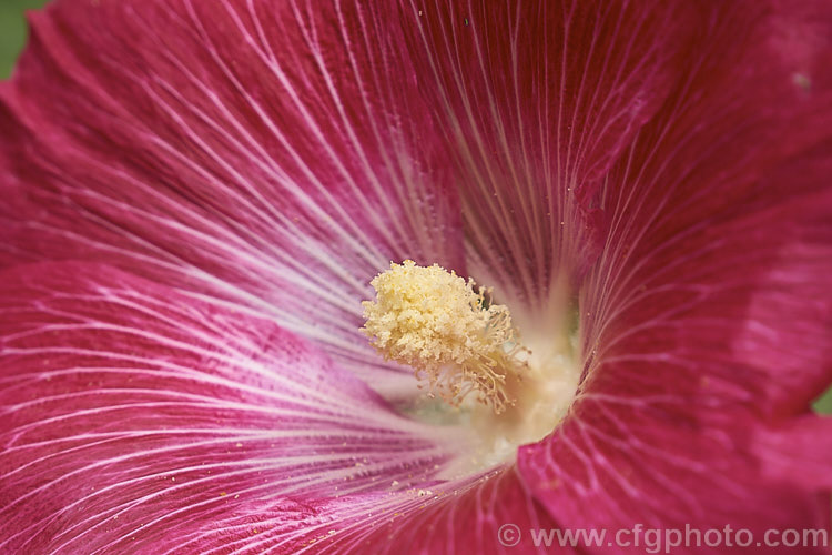 Close-up of a Hollyhock (<i>Alcea rosea [syn. Althaea rosea]) flower, showing the typical mallow family staminal mass at the centre. Garden hollyhocks are cultivated forms of a western Asian biennial or perennial and can grow to 3m tall. There are many cultivars. alcea-2169htm'>Alcea.