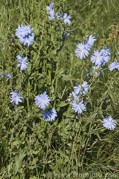 Chicory or Witloof (<i>Cichorium intybus</i>), a Eurasian and North African perennial with a strong edible taproot that is sometimes used dried as a coffee substitute. The foliage is also used as a salad vegetable and some cultivated forms develop lettuce-like heads of foliage. Order: Asterales, Family: Asteraceae