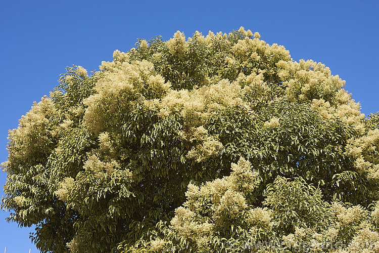 Variegated Chinese Privet (<i>Ligustrum lucidum 'Tricolor'), a cultivar of an evergreen species found in China, Korea and Japan. It has cream, yellow and green variegated foliage that is pink-tinted when young. The sprays of small creamy white flowers shown here develop into heads of berries that are reddish purple when mature. It is a large shrub or small tree that can grow to 10m tall ligustrum-3093htm'>Ligustrum. <a href='oleaceae-plant-family-photoshtml'>Oleaceae</a>.