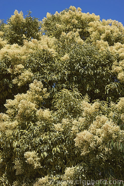 Variegated Chinese Privet (<i>Ligustrum lucidum 'Tricolor'), a cultivar of an evergreen species found in China, Korea and Japan. It has cream, yellow and green variegated foliage that is pink-tinted when young. The sprays of small creamy white flowers shown here develop into heads of berries that are reddish purple when mature. It is a large shrub or small tree that can grow to 10m tall ligustrum-3093htm'>Ligustrum. <a href='oleaceae-plant-family-photoshtml'>Oleaceae</a>.