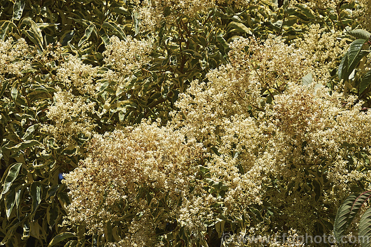 Variegated Chinese Privet (<i>Ligustrum lucidum 'Tricolor'), a cultivar of an evergreen species found in China, Korea and Japan. It has cream, yellow and green variegated foliage that is pink-tinted when young. The sprays of small creamy white flowers shown here develop into heads of berries that are reddish purple when mature. It is a large shrub or small tree that can grow to 10m tall ligustrum-3093htm'>Ligustrum. <a href='oleaceae-plant-family-photoshtml'>Oleaceae</a>.