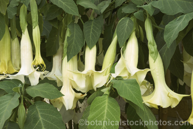 Angel's Trumpet (<i>Brugmansia suaveolens [syn. Datura suaveolens]), a long-flowering evergreen shrub or small tree native to southeastern Brazil. The plant can grow to over 45m tall and can flower year-round in a mild climate. The white and cream trumpet-shaped flowers are up to 30cm long and mildly scented, especially in the evening. This species has been hybridised to produce cultivars in a range of flower colours. As with many species in this genus, all parts of the plant have alkaloids that have a narcotic effect, though they can also be very toxic. brugmansia-2283htm'>Brugmansia.. brugmansia-2283htm'>Brugmansia.