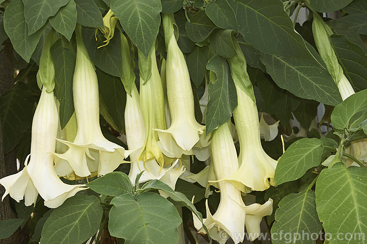 Angel's Trumpet (<i>Brugmansia suaveolens [syn. Datura suaveolens]), a long-flowering evergreen shrub or small tree native to southeastern Brazil. The plant can grow to over 45m tall and can flower year-round in a mild climate. The white and cream trumpet-shaped flowers are up to 30cm long and mildly scented, especially in the evening. This species has been hybridised to produce cultivars in a range of flower colours. As with many species in this genus, all parts of the plant have alkaloids that have a narcotic effect, though they can also be very toxic. brugmansia-2283htm'>Brugmansia.. brugmansia-2283htm'>Brugmansia.