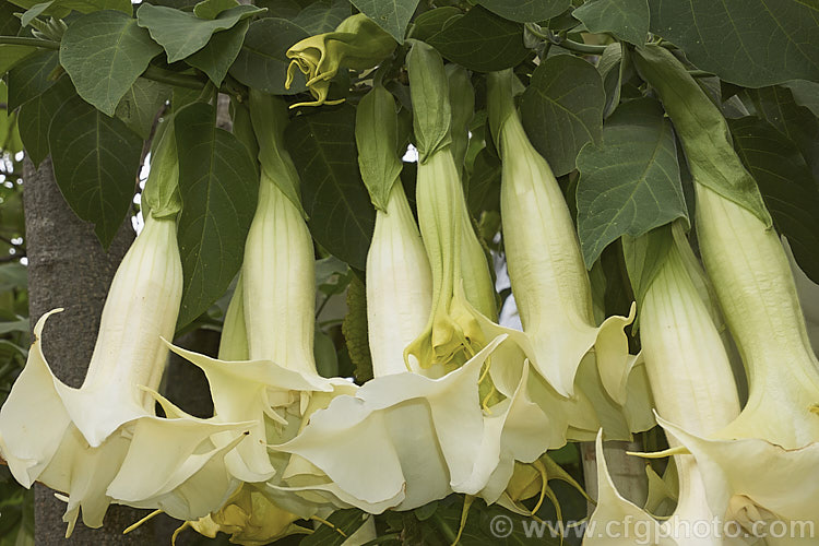 Angel's Trumpet (<i>Brugmansia suaveolens [syn. Datura suaveolens]), a long-flowering evergreen shrub or small tree native to southeastern Brazil. The plant can grow to over 45m tall and can flower year-round in a mild climate. The white and cream trumpet-shaped flowers are up to 30cm long and mildly scented, especially in the evening. This species has been hybridised to produce cultivars in a range of flower colours. As with many species in this genus, all parts of the plant have alkaloids that have a narcotic effect, though they can also be very toxic. brugmansia-2283htm'>Brugmansia.. brugmansia-2283htm'>Brugmansia.