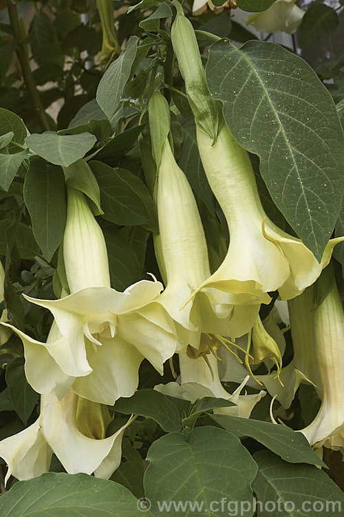 Angel's Trumpet (<i>Brugmansia suaveolens [syn. Datura suaveolens]), a long-flowering evergreen shrub or small tree native to southeastern Brazil. The plant can grow to over 45m tall and can flower year-round in a mild climate. The white and cream trumpet-shaped flowers are up to 30cm long and mildly scented, especially in the evening. This species has been hybridised to produce cultivars in a range of flower colours. As with many species in this genus, all parts of the plant have alkaloids that have a narcotic effect, though they can also be very toxic. brugmansia-2283htm'>Brugmansia.. brugmansia-2283htm'>Brugmansia.