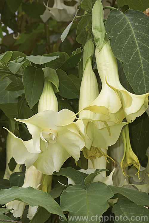 Angel's Trumpet (<i>Brugmansia suaveolens [syn. Datura suaveolens]), a long-flowering evergreen shrub or small tree native to southeastern Brazil. The plant can grow to over 45m tall and can flower year-round in a mild climate. The white and cream trumpet-shaped flowers are up to 30cm long and mildly scented, especially in the evening. This species has been hybridised to produce cultivars in a range of flower colours. As with many species in this genus, all parts of the plant have alkaloids that have a narcotic effect, though they can also be very toxic. brugmansia-2283htm'>Brugmansia.. brugmansia-2283htm'>Brugmansia.