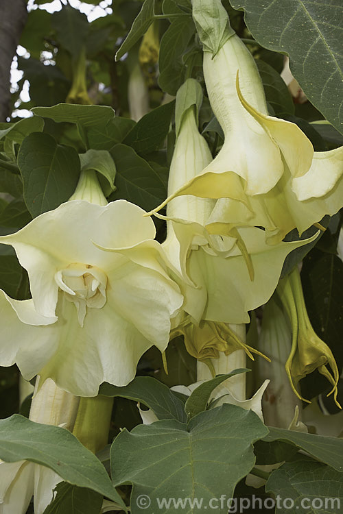 Angel's Trumpet (<i>Brugmansia suaveolens [syn. Datura suaveolens]), a long-flowering evergreen shrub or small tree native to southeastern Brazil. The plant can grow to over 45m tall and can flower year-round in a mild climate. The white and cream trumpet-shaped flowers are up to 30cm long and mildly scented, especially in the evening. This species has been hybridised to produce cultivars in a range of flower colours. As with many species in this genus, all parts of the plant have alkaloids that have a narcotic effect, though they can also be very toxic. brugmansia-2283htm'>Brugmansia.. brugmansia-2283htm'>Brugmansia.