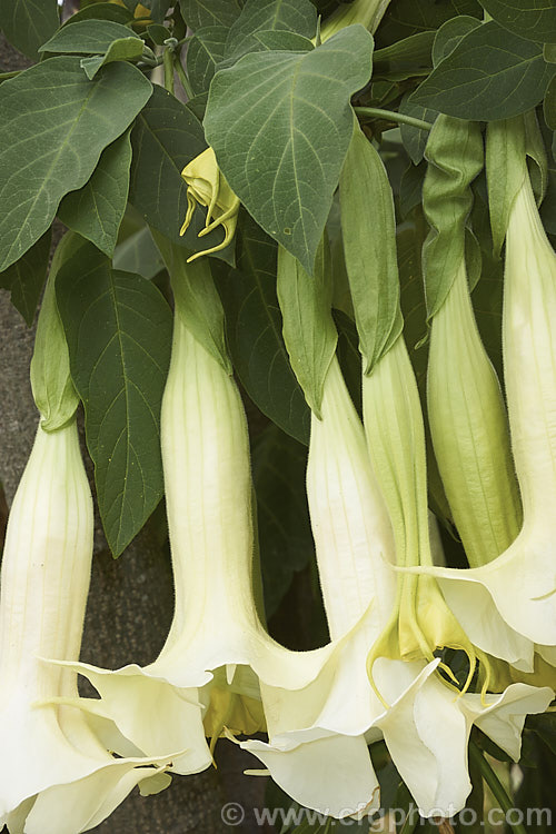 Angel's Trumpet (<i>Brugmansia suaveolens [syn. Datura suaveolens]), a long-flowering evergreen shrub or small tree native to southeastern Brazil. The plant can grow to over 45m tall and can flower year-round in a mild climate. The white and cream trumpet-shaped flowers are up to 30cm long and mildly scented, especially in the evening. This species has been hybridised to produce cultivars in a range of flower colours. As with many species in this genus, all parts of the plant have alkaloids that have a narcotic effect, though they can also be very toxic. brugmansia-2283htm'>Brugmansia.. brugmansia-2283htm'>Brugmansia.