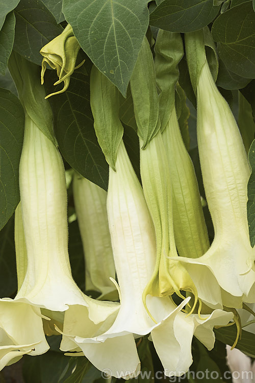 Angel's Trumpet (<i>Brugmansia suaveolens [syn. Datura suaveolens]), a long-flowering evergreen shrub or small tree native to southeastern Brazil. The plant can grow to over 45m tall and can flower year-round in a mild climate. The white and cream trumpet-shaped flowers are up to 30cm long and mildly scented, especially in the evening. This species has been hybridised to produce cultivars in a range of flower colours. As with many species in this genus, all parts of the plant have alkaloids that have a narcotic effect, though they can also be very toxic. brugmansia-2283htm'>Brugmansia.. brugmansia-2283htm'>Brugmansia.