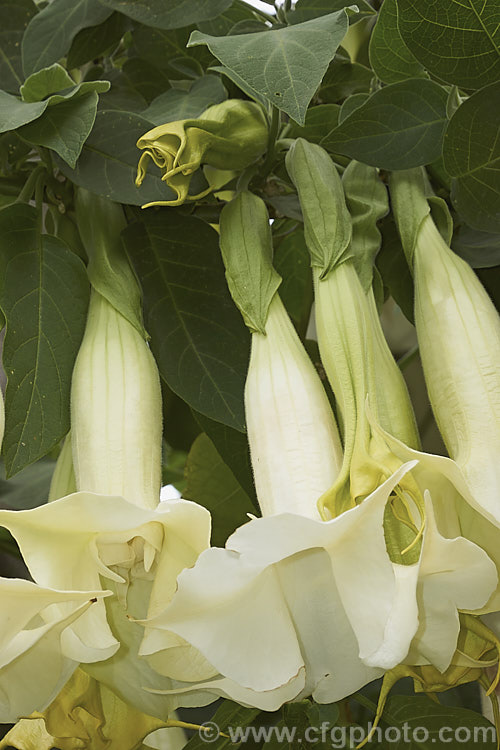 Angel's Trumpet (<i>Brugmansia suaveolens [syn. Datura suaveolens]), a long-flowering evergreen shrub or small tree native to southeastern Brazil. The plant can grow to over 45m tall and can flower year-round in a mild climate. The white and cream trumpet-shaped flowers are up to 30cm long and mildly scented, especially in the evening. This species has been hybridised to produce cultivars in a range of flower colours. As with many species in this genus, all parts of the plant have alkaloids that have a narcotic effect, though they can also be very toxic. brugmansia-2283htm'>Brugmansia.. brugmansia-2283htm'>Brugmansia.