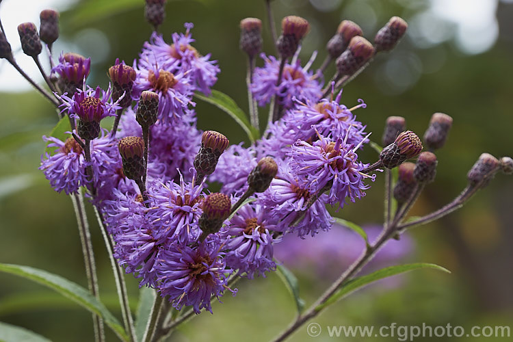 Vernonia arkansana (syn. Vernonia crinita</i>), a late-summer to autumn-flowering perennial daisy native to the south-central United States. It can grow to as much as 3m tall and thrives in moist areas, such as pond margins. vernonia-3386htm'>Vernonia.