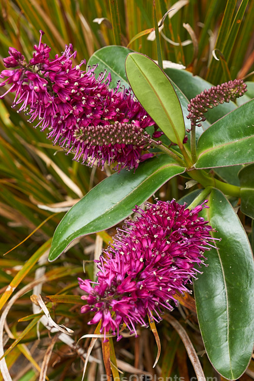 Titirangi or Napuka (<i>Veronica speciosa</i> [syn. <i>Hebe speciosa</i>]), a long-flowering and showy New Zealand evergreen shrub found in coastal parts of the North Island and the far north of the South Island It grows to around 1.2m tall x 1.5m wide and is the parent of many popular garden hybrids and cultivars. Order: Lamiales, Family: Plantaginaceae
