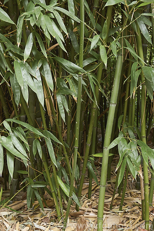 Canes of Moso (<i>Phyllostachys edulis</i>), a large bamboo with a strongly running root system. This species forms forests of canes that can be up to 21m (75ft</i>) tall It is native to China but was introduced to Japan long ago and has become naturalised there. The young shoots are edible, hence the epithet edulis, and the mature canes are used for many purposes, including construction. There are several natural varieties and garden cultivars. phyllostachys-3214htm'>Phyllostachys. .