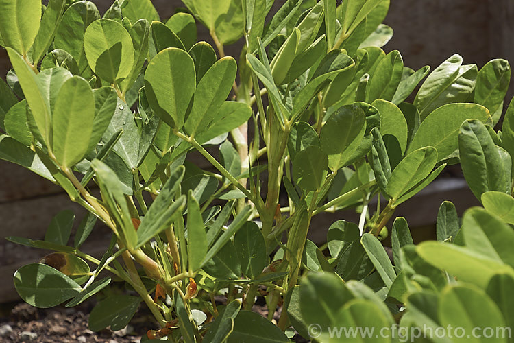 Peanut or Groundnut (<i>Arachis hypogaea</i>), a leguminous annual that grows to around 30cm high and wide. Native to Central America and northern South America, the plant flowers in late spring to summer and then develops and elongated pedicel that extends and buries the ovary under the soil surface where it develops. Peanuts are a very important crop with a huge range of uses. Order: Fabales, Family: Fabaceae