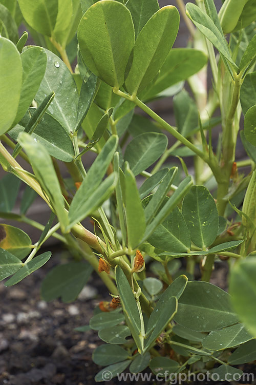 Peanut or Groundnut (<i>Arachis hypogaea</i>), a leguminous annual that grows to around 30cm high and wide. Native to Central America and northern South America, the plant flowers in late spring to summer and then develops and elongated pedicel that extends and buries the ovary under the soil surface where it develops. Peanuts are a very important crop with a huge range of uses. Order: Fabales, Family: Fabaceae