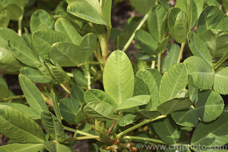 Peanut or Groundnut (<i>Arachis hypogaea</i>), a leguminous annual that grows to around 30cm high and wide. Native to Central America and northern South America, the plant flowers in late spring to summer and then develops and elongated pedicel that extends and buries the ovary under the soil surface where it develops. Peanuts are a very important crop with a huge range of uses. Order: Fabales, Family: Fabaceae