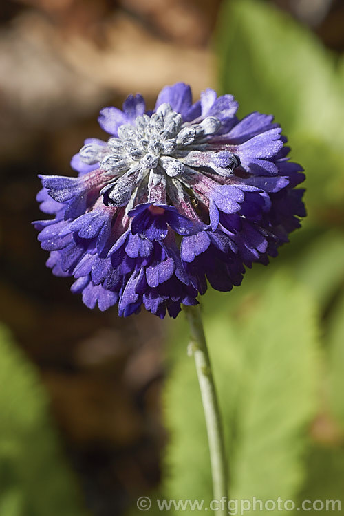 Primula capitata, a perennial from western China, Tibet, northwest Burma and Bhutan at 3300-5000m. It is very late flowering and often continues to bloom into summer.