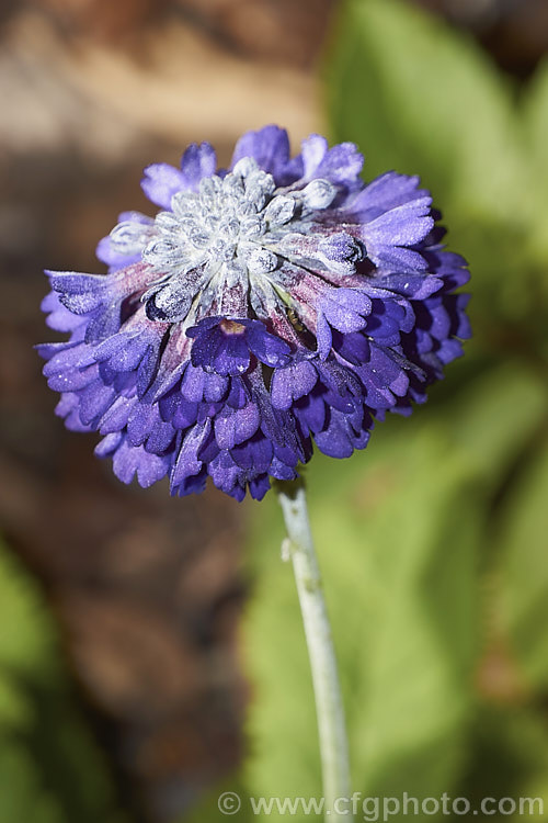 Primula capitata, a perennial from western China, Tibet, northwest Burma and Bhutan at 3300-5000m. It is very late flowering and often continues to bloom into summer.