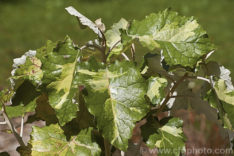 Brachyglottis repanda 'Variegata', a green, yellowish cream and grey-green variegated foliage form of Rangiora, a large-leaved 25 x 6m tall evergreen shrub or small tree native to New Zealand. The leaf veins are often red tinted and this can spread further over the foliage in winter. In spring it bears tiny, cream, daisy-like flowers massed in panicles. brachyglottis-2162htm'>Brachyglottis.