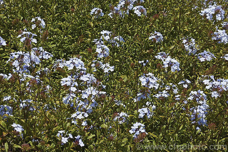 Cape. Leadwort (<i>Plumbago auriculata [syn. Plumbago capensis]), a lax, summer- to autumn-flowering, evergreen shrub native to South Africa. It is often trained as a climber or hedging plant. plumbago-2745htm'>Plumbago. <a href='plumbaginaceae-plant-family-photoshtml'>Plumbaginaceae</a>.