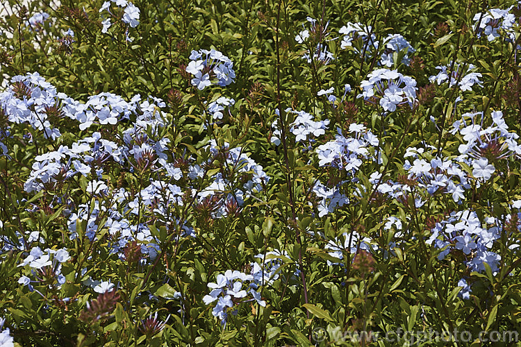 Cape. Leadwort (<i>Plumbago auriculata [syn. Plumbago capensis]), a lax, summer- to autumn-flowering, evergreen shrub native to South Africa. It is often trained as a climber or hedging plant. plumbago-2745htm'>Plumbago. <a href='plumbaginaceae-plant-family-photoshtml'>Plumbaginaceae</a>.