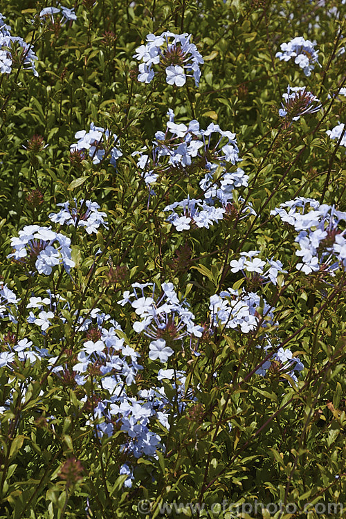 Cape. Leadwort (<i>Plumbago auriculata [syn. Plumbago capensis]), a lax, summer- to autumn-flowering, evergreen shrub native to South Africa. It is often trained as a climber or hedging plant. plumbago-2745htm'>Plumbago. <a href='plumbaginaceae-plant-family-photoshtml'>Plumbaginaceae</a>.