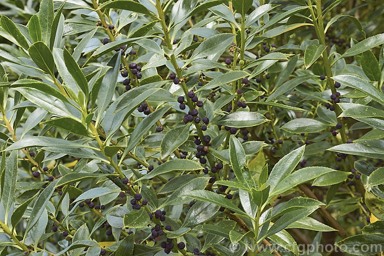 Ngaio (<i>Myoporum laetum</i>), an evergreen shrub or small tree native to New Zealand and found mainly in coastal regions. It grows to around 9m tall and has white spring- to summer-borne flowers followed by the mauve to reddish purple fruits shown here. myoporum-3164htm'>Myoporum. <a href='scrophulariaceae-plant-family-photoshtml'>Scrophulariaceae</a>.