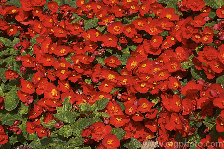 <i>Begonia x tuberhybrida</i>, multiflora group x red, known as Flamboyant Begonias, these small tuberous hybrids are often used for summer bedding displays. Order: Cucurbitales, Family: Begoniaceae