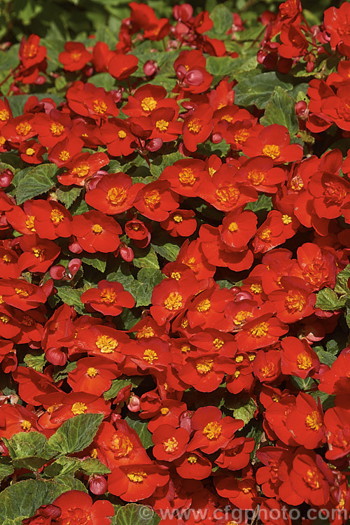 <i>Begonia x tuberhybrida</i>, multiflora group x red, known as Flamboyant Begonias, these small tuberous hybrids are often used for summer bedding displays. Order: Cucurbitales, Family: Begoniaceae