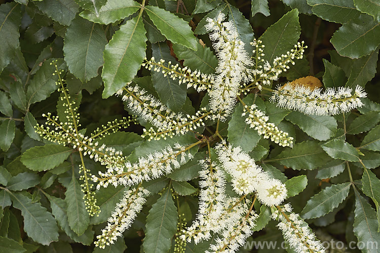 Kamahi (<i>Weinmannia racemosa</i>), an evergreen tree found throughout New Zealand from Waikato southwards. It grows 15-24m tall and its nectar-rich flowers are very popular with bees. The timber has some uses but it lacks durability and the foliage is sometimes cut for the florists' use. weinmannia-2395htm'>Weinmannia. <a href='cunoniaceae-plant-family-photoshtml'>Cunoniaceae</a>.