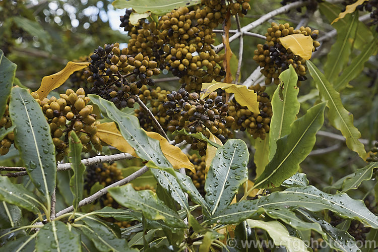 Lemonwood or Tarata (<i>Pittosporum eugenioides</i>) with ripe fruits. This evergreen shrub or small tree, up to 8m tall, is native to New Zealand While rather inconspicuous, its spring-borne yellow flowers are sweetly scented in the evening and the foliage is aromatic. Order: Apiales, Family: Pittosporaceae