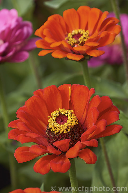 Zinnia elegans 'Pumila', an old long-flowering mixed colour strain. The plants are up to 1m tall and the flowerheads may be double or semi-double. Order: Asterales, Family: Asteraceae