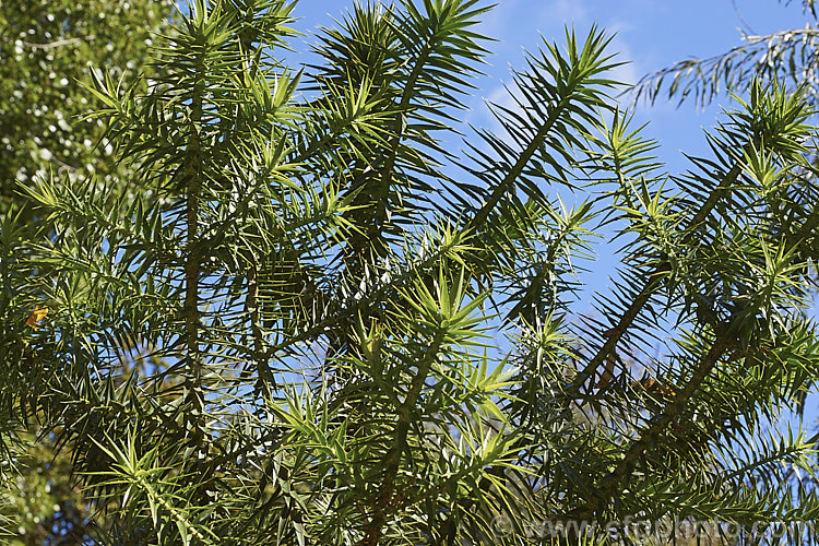 Foliage of the Parana Pine, Brazilian Pine or Candelabra Tree (<i>Araucaria angustifolia</i>), an evergreen conifer up to 40m tall, found in Brazil and neighbouring parts of Paraguay and Argentina, usually in mountain forests at elevations up to 1800m. Its branches are covered in fierce, sharp edged, spine-tipped leaves, as is the trunk when young. When mature the tree has branches held in a distinctive radiating pattern resembling a candelabra. Order: Pinales, Family: Araucariaceae