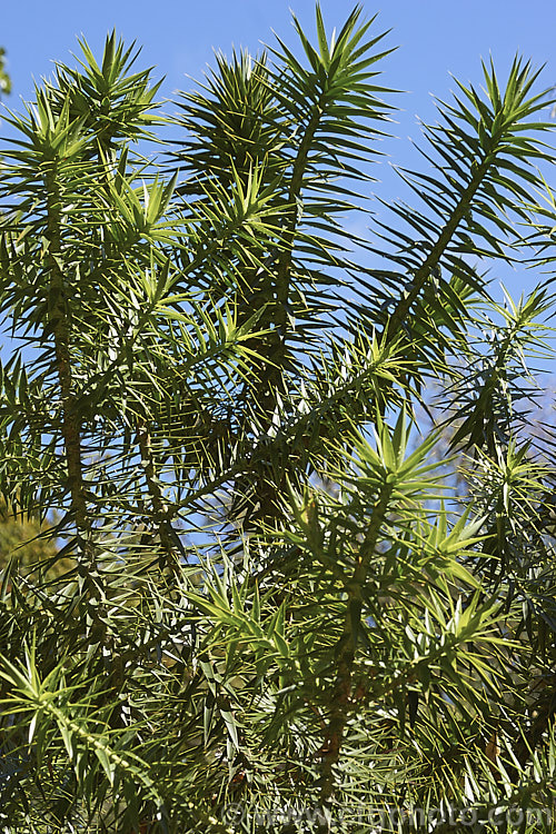 Foliage of the Parana Pine, Brazilian Pine or Candelabra Tree (<i>Araucaria angustifolia</i>), an evergreen conifer up to 40m tall, found in Brazil and neighbouring parts of Paraguay and Argentina, usually in mountain forests at elevations up to 1800m. Its branches are covered in fierce, sharp edged, spine-tipped leaves, as is the trunk when young. When mature the tree has branches held in a distinctive radiating pattern resembling a candelabra. Order: Pinales, Family: Araucariaceae