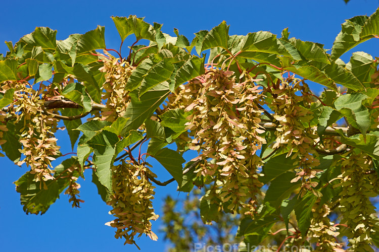 Late summer foliage and near mature samara of <i>Acer capillipes</i>, a 10-13m tall deciduous tree native to Japan. It has pale-striped green bark and is therefore commonly known as one of the snakebark maples. The stems are red-tinted when young and the petioles are also reddish, with the whole leaf developing gold to red tones in autumn. Order: Sapindales, Family: Sapindaceae