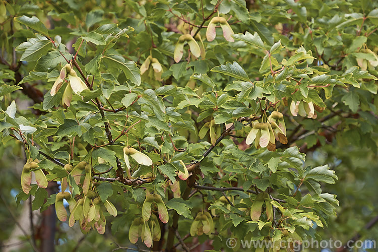 Late summer foliage and near mature samara of the Paperbark Maple (<i>Acer griseum</i>), a 6-12m tall tree from central China. Its foliage does not colour reliably in autumn but usually develops splashes of purple-red. Order: Sapindales, Family: Sapindaceae