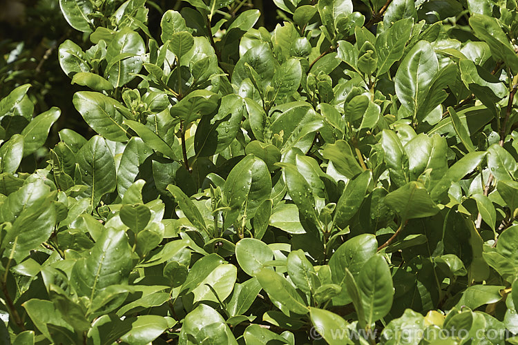 The foliage of the Coastal Karamu (<i>Coprosma macrocarpa</i>), with large, lustrous leaves similar to those of Coprosma lucida, this species from the northern half of the North Island of New Zealand is also notable for its orange berries. It is a large evergreen shrub or small tree that grows to around 5m high and wide. Order: Gentianales, Family: Rubiaceae