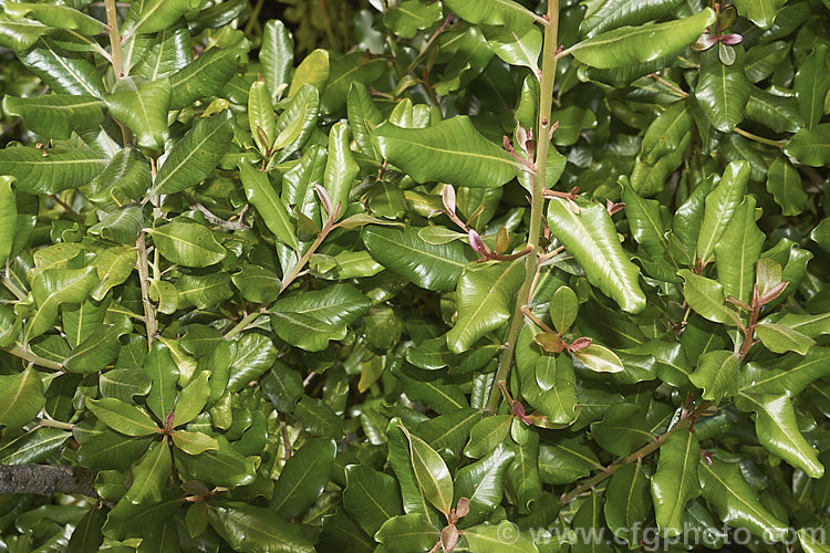 Foliage of the Tawapou or Bastard Ironwood (<i>Pouteria costata</i>), an evergreen shrub or small tree native to coastal areas of the northeastern North Island of New Zealand and Norfolk Island The tiny greenish flowers are easily overlooked but are followed by dull orange to chestnut brown fruits that enclose 2-4 large shiny seeds. It is a member of the gutta-percha family and produces a sticky white latex if cut. It can grow to 20m but is usually considerably smaller.