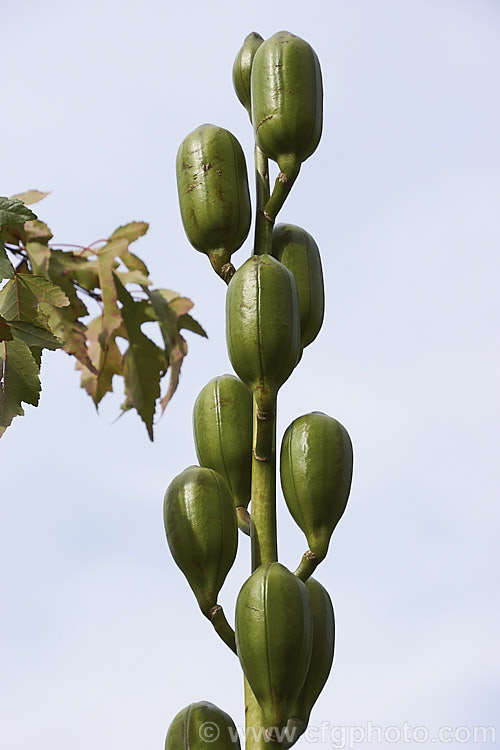 The mature seed pods of the Giant Himalayan Lily (<i>Cardiocrinum giganteum</i>), an early summer-flowering Himalayan bulb that grows very quickly to over 3m high after disappearing completely over winter. The flowers are quite strongly scented, though because they are so high up the fragrance is not always noticeable. Order: Liliales, Family: Liliaceae