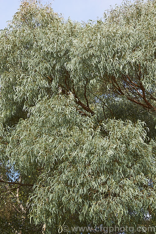 Late summer foliage of the Narrow-leafed. Peppermint or Nichol's Willow-leafed. Peppermint. Gum (<i>Eucalyptus nicholii</i>), a 15m tree native to New South Wales, Australia. It has fibrous, non-peeling bark and small white flowers. Order: Myrtales, Family: Myrtaceae