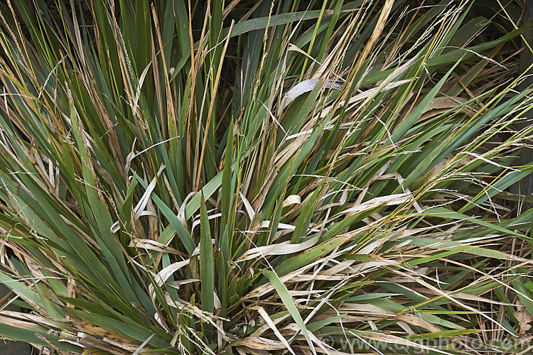 Bush Rice. Grass or Oat. Grass (<i>Microlaena avenacea</i>), a summer-flowering evergreen tussock grass native to New Zealand, where it occurs over much of the country. The fine-plumed flowering stems can grow to 70cm tall, though 50cm is more typical. microlaena-3147htm'>Microlaena. .